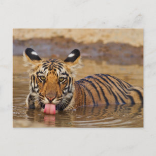 Carte Postale Petit tigre royal du Bengale, eau potable
