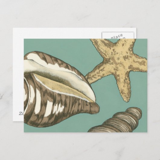 Carte Postale Petit trio Shell Turquoise (Devant / Derrière)