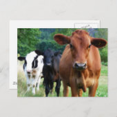 Carte Postale Petit troupeau de trois vaches (Devant / Derrière)