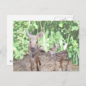 Carte Postale Petit veau d'orignal et de fauve (Devant / Derrière)