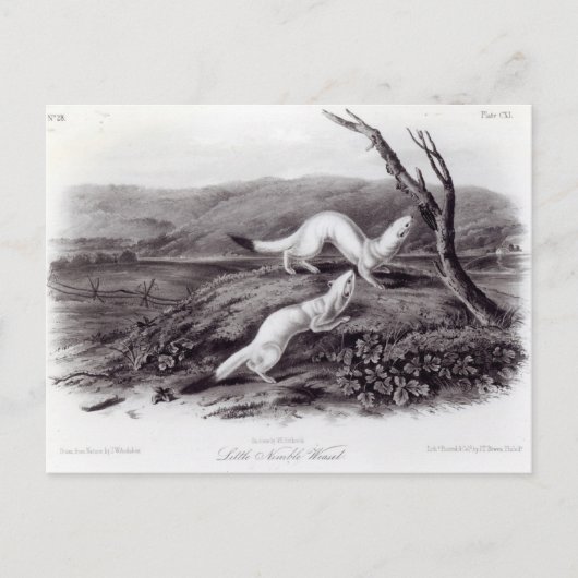 Carte Postale Petit Weasel (Devant)