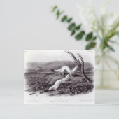 Carte Postale Petit Weasel (Debout devant)