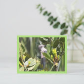 Carte Postale Petit Whitethroat (Debout devant)