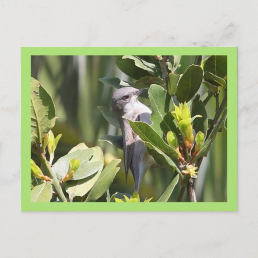 Carte Postale Petit Whitethroat (Devant)