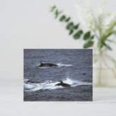 Carte Postale Petite baleine (Debout devant)