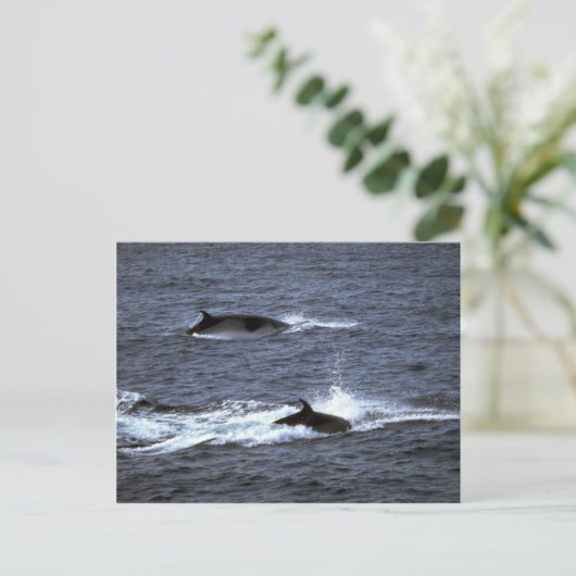 Carte Postale Petite baleine (Debout devant)