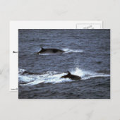 Carte Postale Petite baleine (Devant / Derrière)