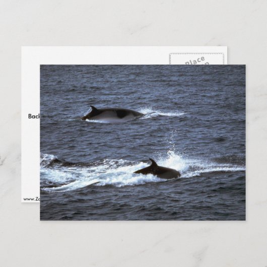Carte Postale Petite baleine (Devant / Derrière)