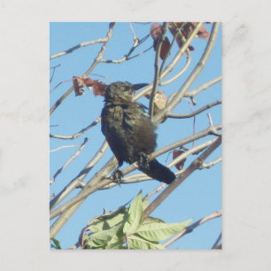 Carte Postale Petite Birdie dans un arbre