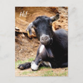 CARTE POSTALE PETITE CHÈQUE CUITE (Devant)