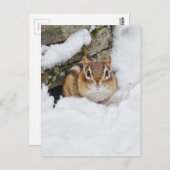 Carte Postale Petite Chipmunk dans la neige (Devant / Derrière)