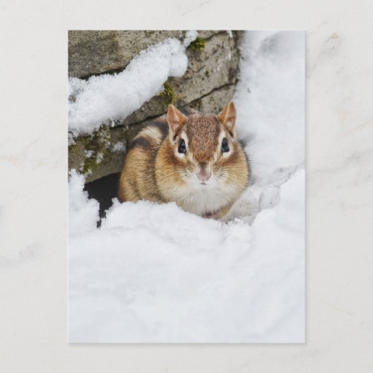 Carte Postale Petite Chipmunk dans la neige (Devant)