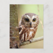 Carte Postale Petite chouette | Ontariens (Devant)