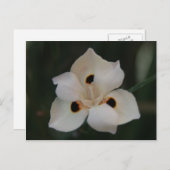 Carte Postale petite fleur (Devant / Derrière)