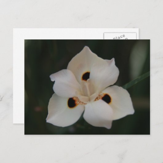 Carte Postale petite fleur (Devant / Derrière)