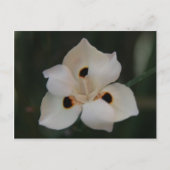 Carte Postale petite fleur (Devant)