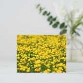 Carte Postale Petite Fleurs Jaunes Fleurs Fluviales Champ Coupe  (Debout devant)