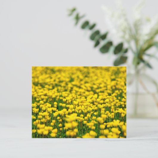 Carte Postale Petite Fleurs Jaunes Fleurs Fluviales Champ Coupe (Debout devant)