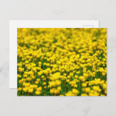 Carte Postale Petite Fleurs Jaunes Fleurs Fluviales Champ Coupe  (Devant / Derrière)