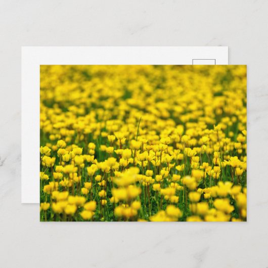 Carte Postale Petite Fleurs Jaunes Fleurs Fluviales Champ Coupe  (Devant / Derrière)