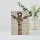 Carte Postale Petite girafe (Debout devant)