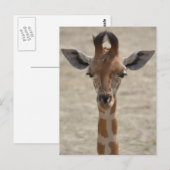 Carte Postale Petite girafe (Devant / Derrière)