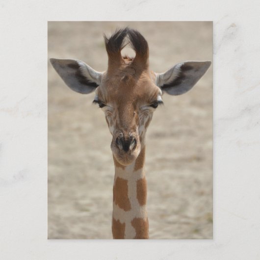 Carte Postale Petite girafe (Devant)
