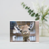 Carte Postale petite girafe (Debout devant)