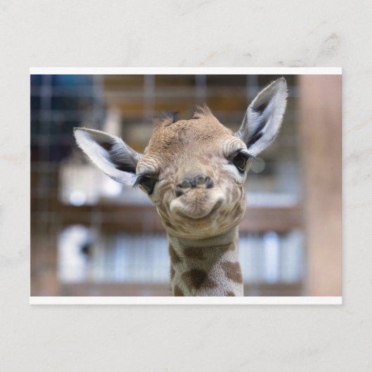 Carte Postale petite girafe (Devant)