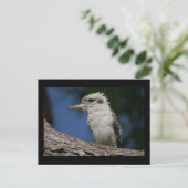 Carte Postale Petite kookaburra (Debout devant)
