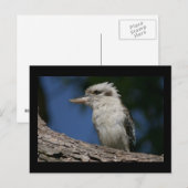 Carte Postale Petite kookaburra (Devant / Derrière)