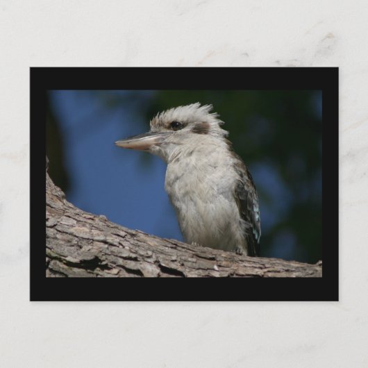 Carte Postale Petite kookaburra (Devant)