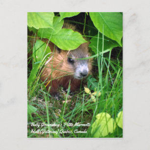 Carte Postale Petite marmotte printemps au Canada