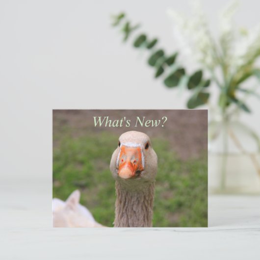 Carte Postale Petite oie (Debout devant)