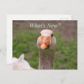 Carte Postale Petite oie (Devant / Derrière)