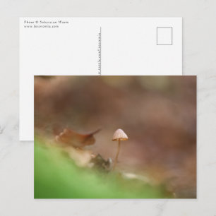Carte Postale Petite photo de champignon dans la nature