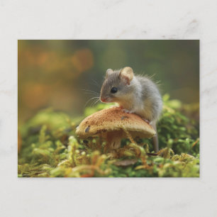 Carte Postale Petite souris assise sur un haut d'un champignon