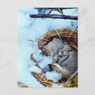 Carte Postale Petite souris qui dort dans la neige