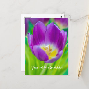 Carte Postale Petite Tulipe Violette