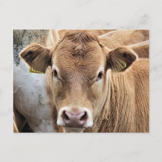 CARTE POSTALE PETITE VACHE CUITE (Devant)