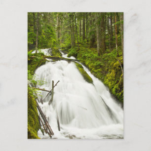 Carte Postale Petites chutes de Zig Zag Forêt nationale du mon