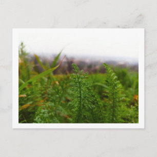 Carte Postale Petites feuilles vertes de fougère printanière bot