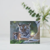 Carte postale Petites Rayures (Debout devant)