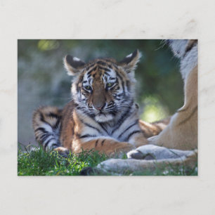 Carte postale Petites Rayures