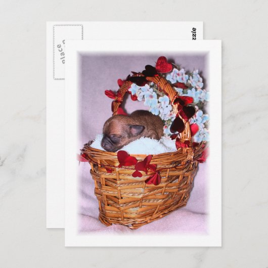 Carte Postale Petites surprises (Devant / Derrière)