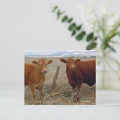 Carte Postale Petites vaches rouges - Ouest (Debout devant)