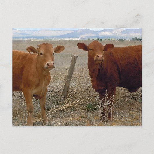 Carte Postale Petites vaches rouges - Ouest (Devant)