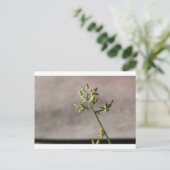 Carte Postale Petits boutons de fleurs (Debout devant)