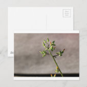 Carte Postale Petits boutons de fleurs (Devant / Derrière)