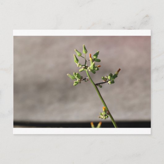Carte Postale Petits boutons de fleurs (Devant)